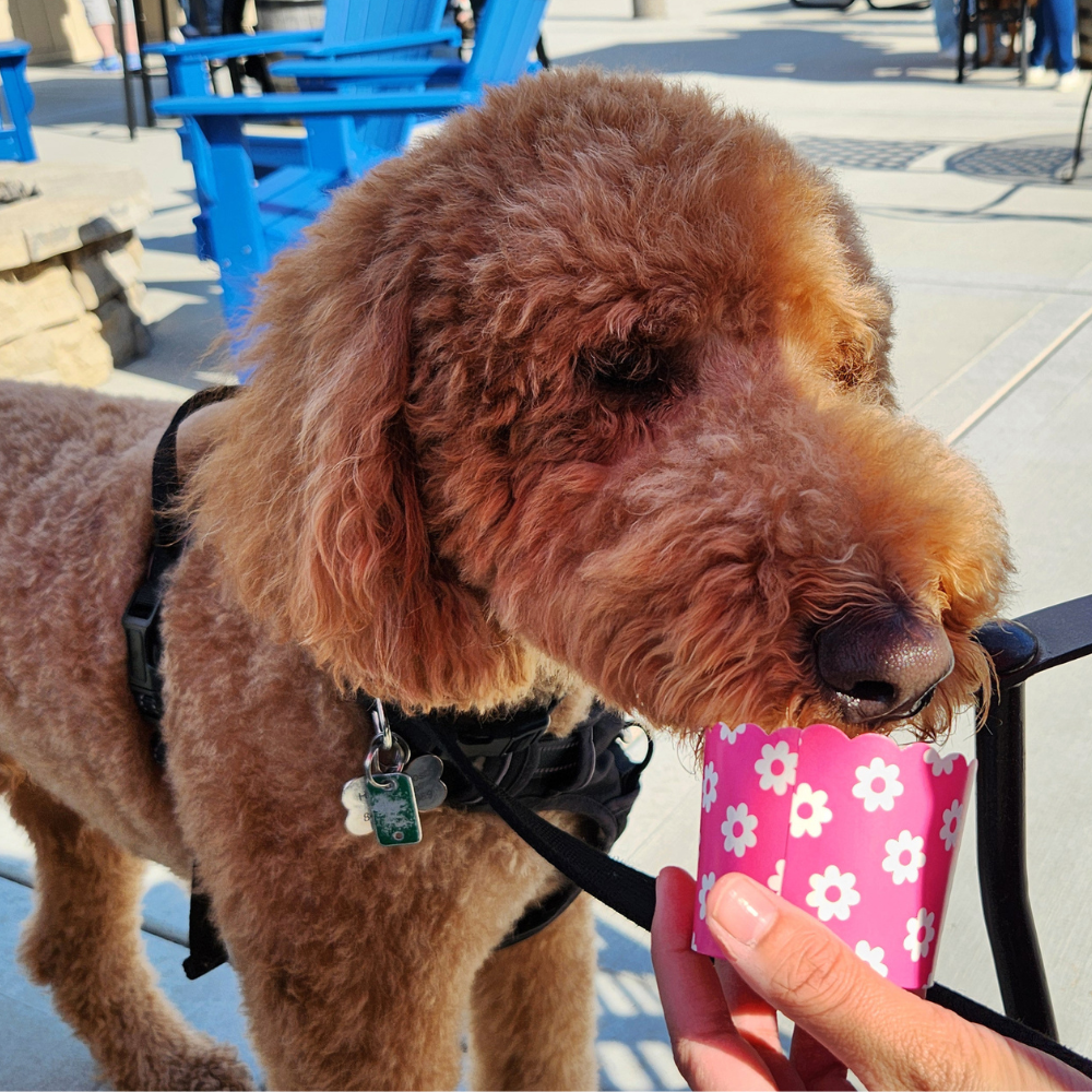 BPC - WEB IMAGE - Beer Garden Dog Friendly 2
