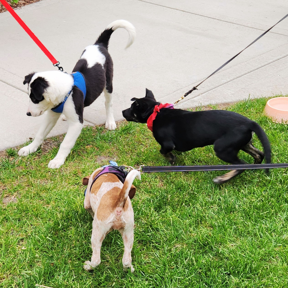 BPC - WEB IMAGE - Beer Garden Dog Friendly 3